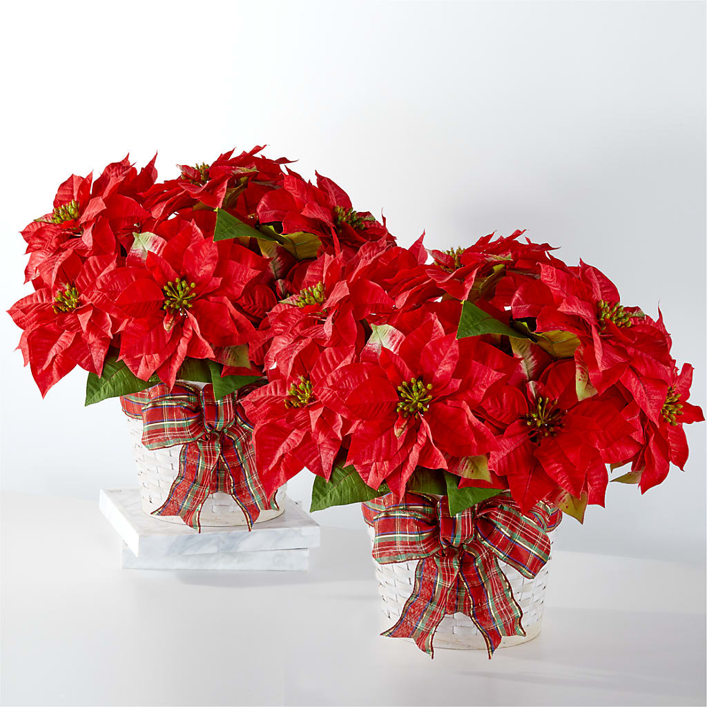 Happiest Holidays Poinsettia Bundle – The Flower Basket, Lebanon MO
