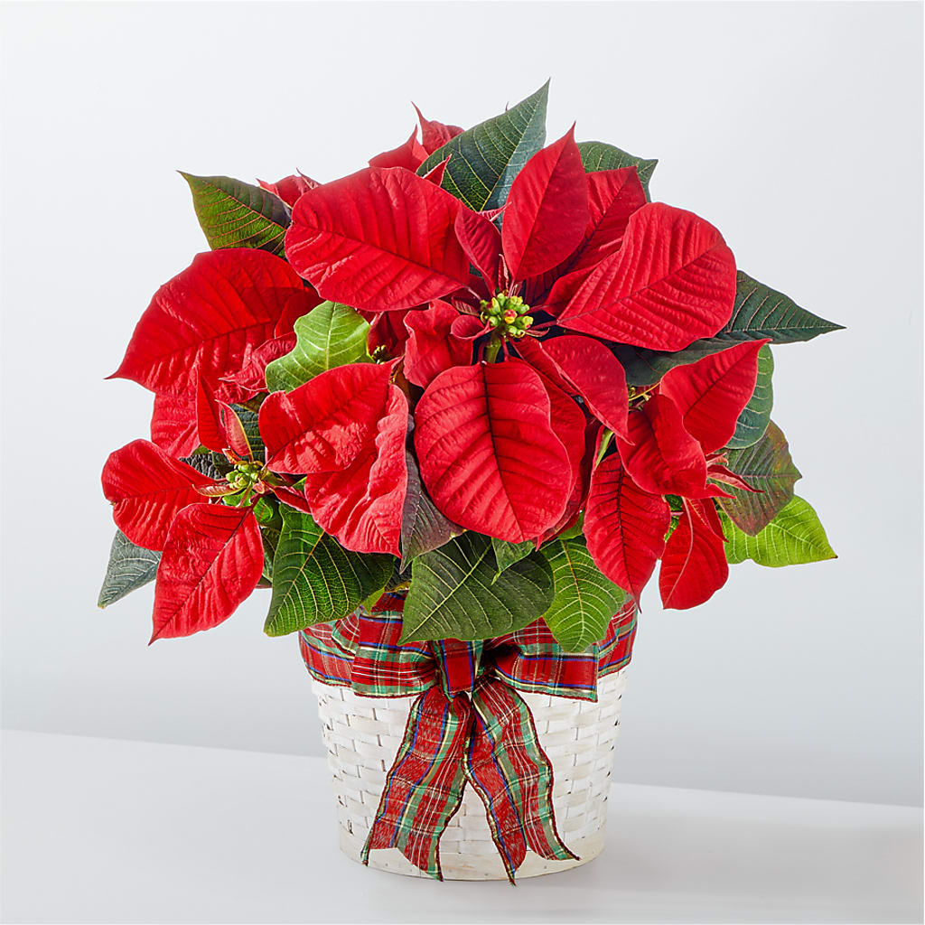 Happiest Holidays Poinsettia – The Flower Basket, Lebanon MO