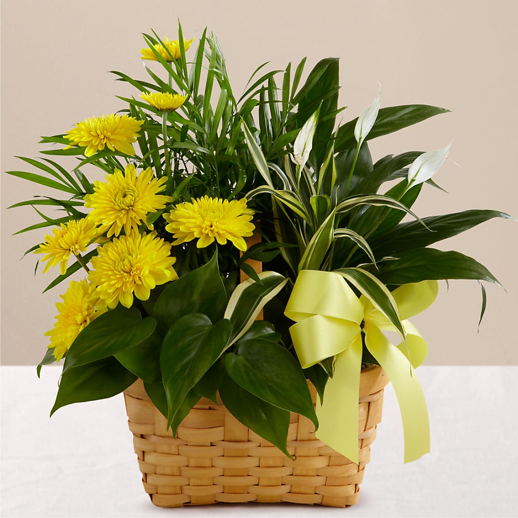 Loving Light Dishgarden – The Flower Basket, Lebanon MO
