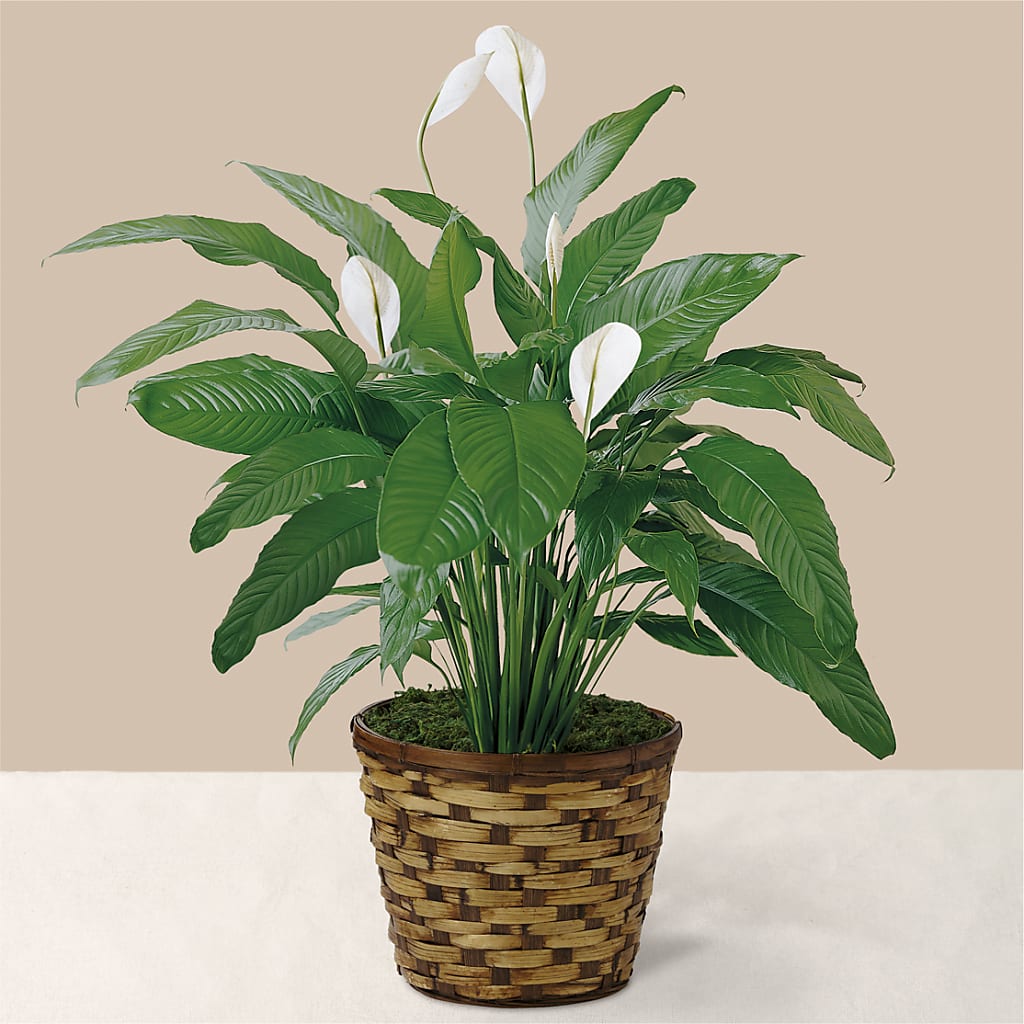 Tranquil Moments Peace Lily Plant – The Flower Basket, Lebanon MO