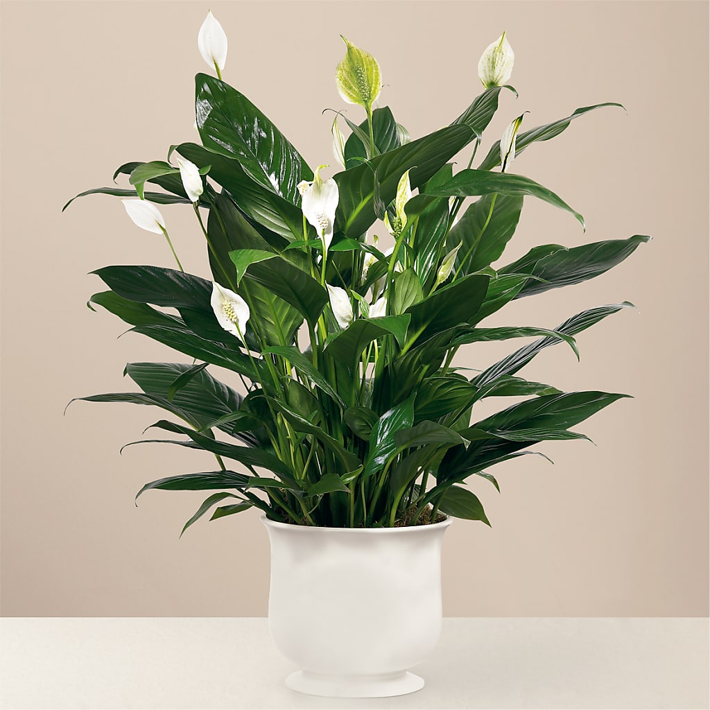 Comfort Planter – The Flower Basket, Lebanon MO