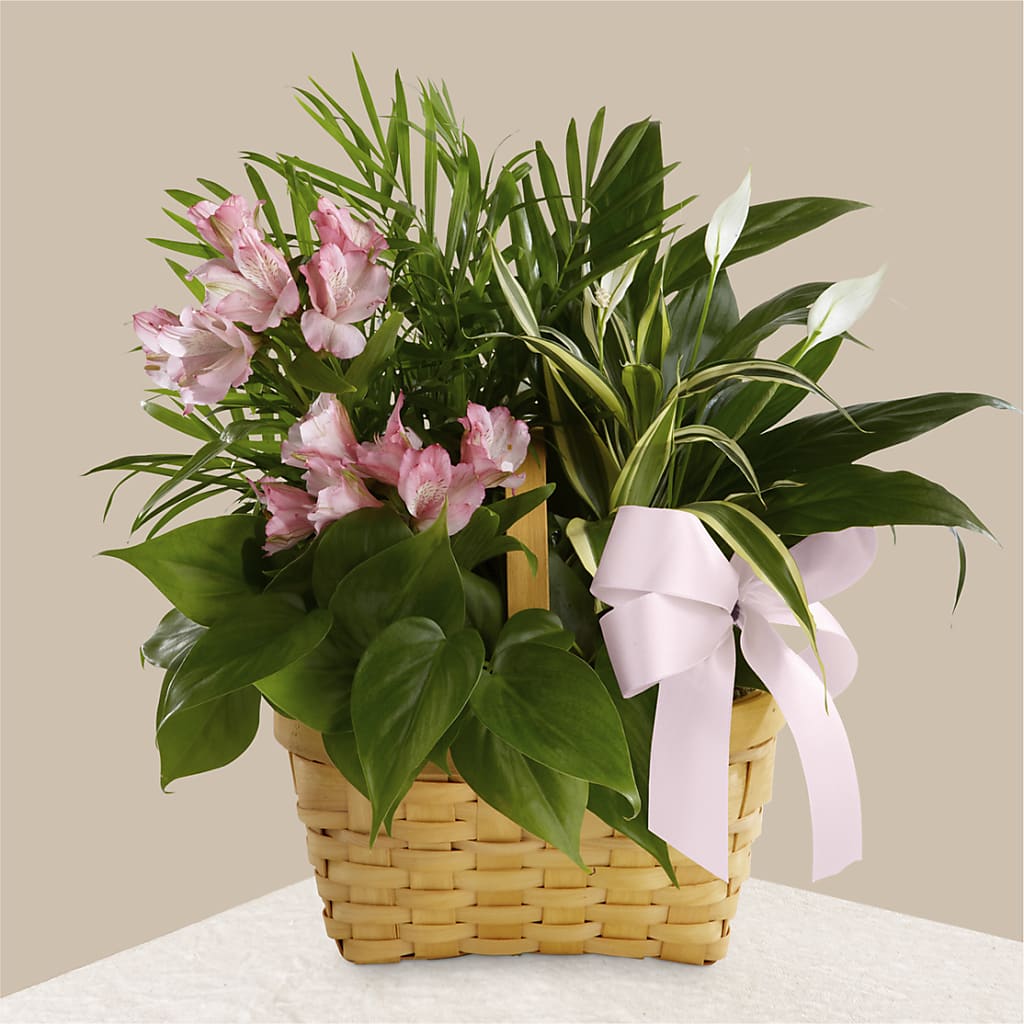 Living Spirit Dishgarden – The Flower Basket, Lebanon MO
