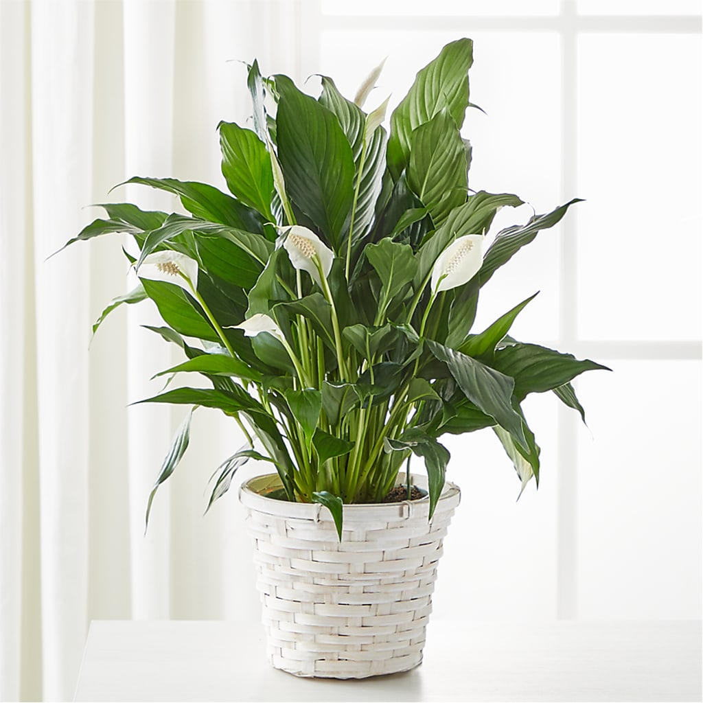 peace lily in hanging basket A New Leaf Peace Lily