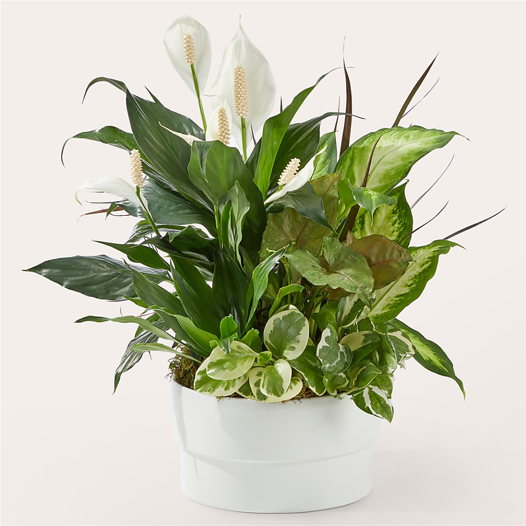 Radiating Positivity Dishgarden – The Flower Basket, Lebanon MO