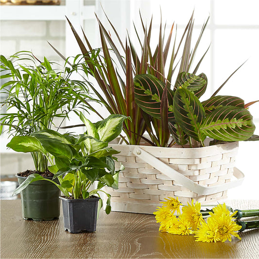 Florist Designed Blooming and Green Plants in a Basket –  The Flower Basket, Lebanon MO