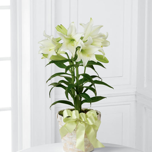 Easter Lily Plant –  The Flower Basket, Lebanon MO