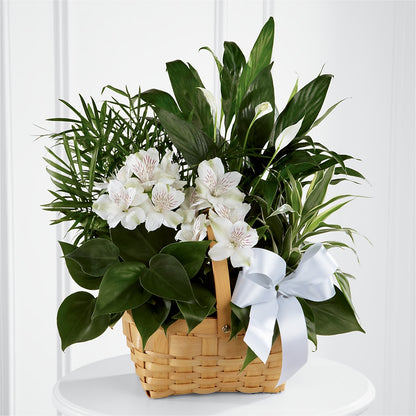 Peace & Serenity Dishgarden –  The Flower Basket, Lebanon MO