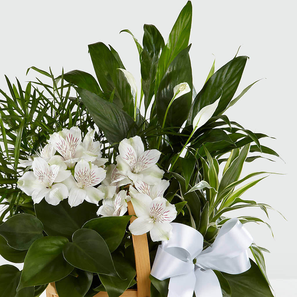 Peace & Serenity Dishgarden –  The Flower Basket, Lebanon MO