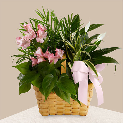 Living Spirit Dishgarden –  The Flower Basket, Lebanon MO