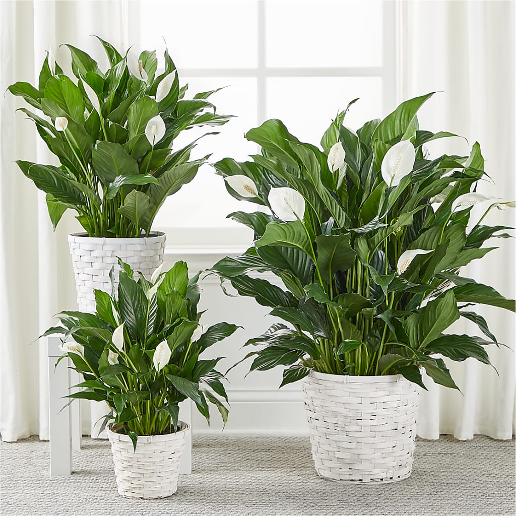 A New Leaf Peace Lily –  The Flower Basket, Lebanon MO